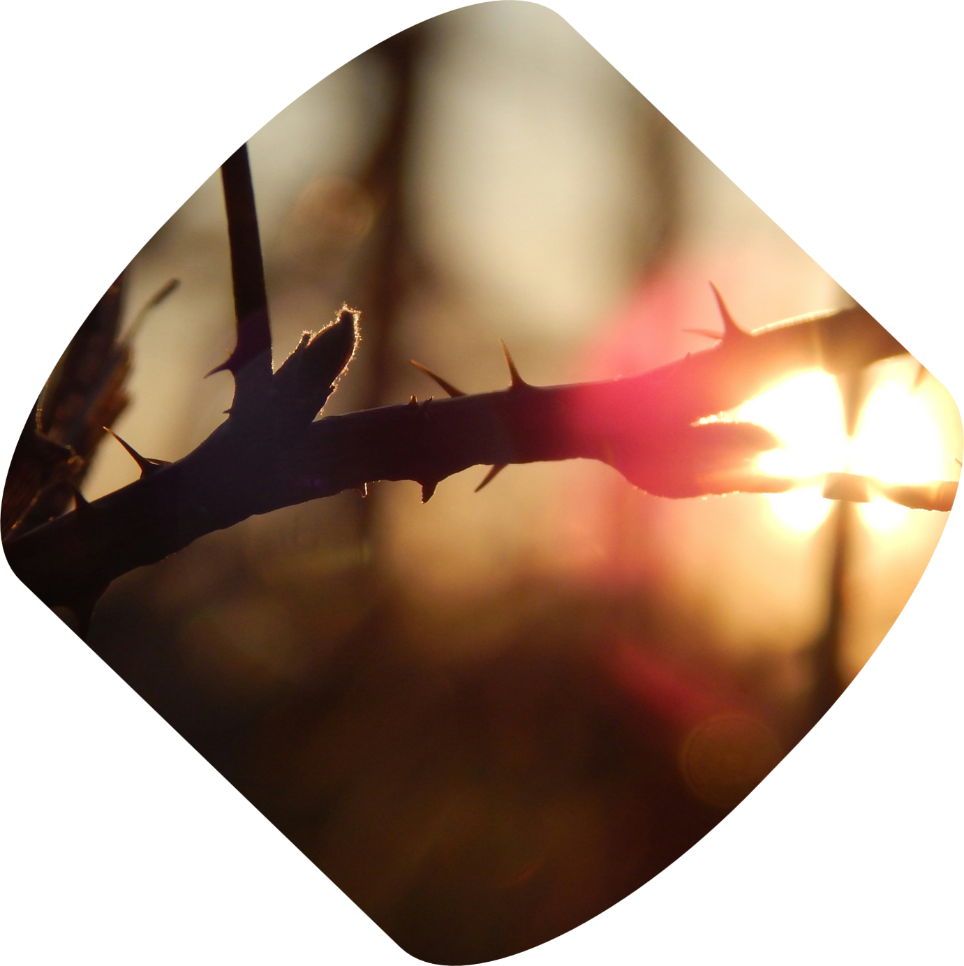 Zingeving en lijden [leestijd: 4 minuten]